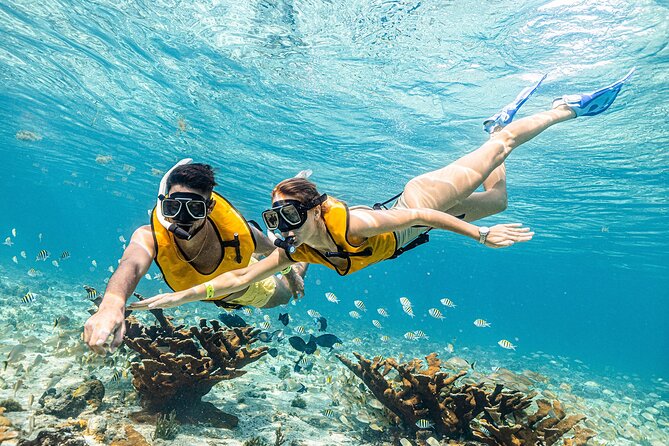 With Turtles, Shipwreck, Cenote, and Reef and Transport Included - Guides who make a difference