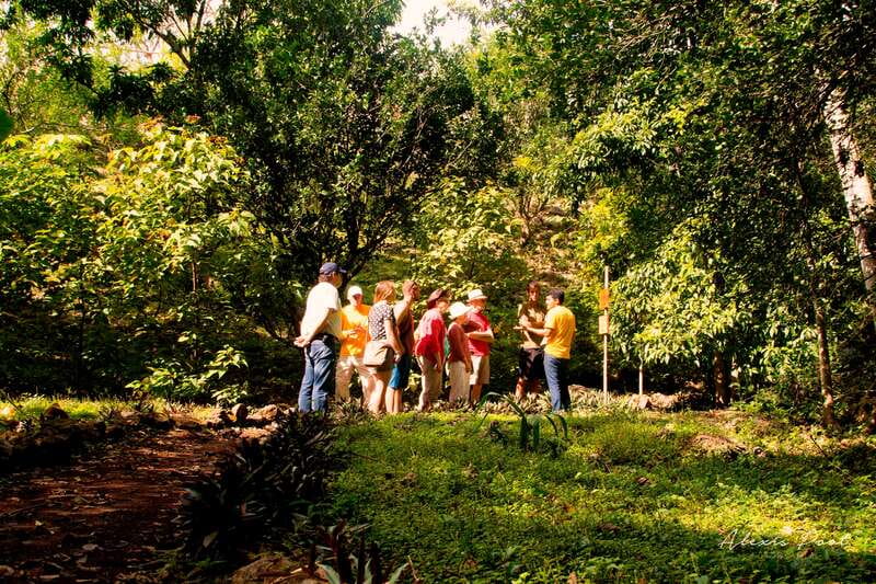 Xkopek, Mayan Bees Tour and Honey Tasting in Valladolid - Descending into the dry cenote