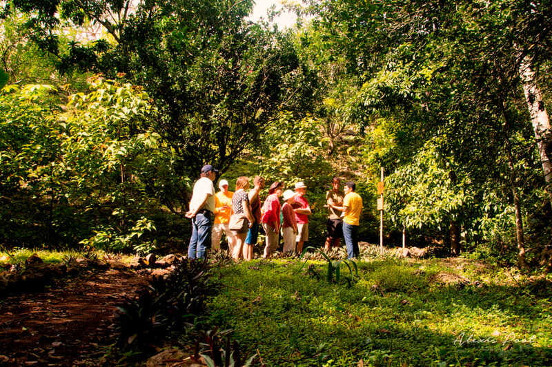 Xkopek, Mayan Bees Tour and Honey Tasting in Valladolid - Following plants along the jungle path