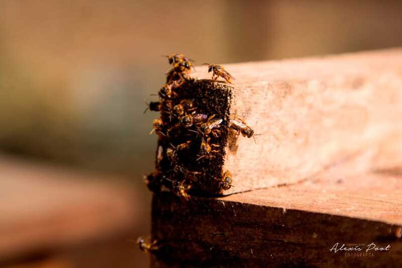 Xkopek, Mayan Bees Tour and Honey Tasting in Valladolid - Inside the meliponario