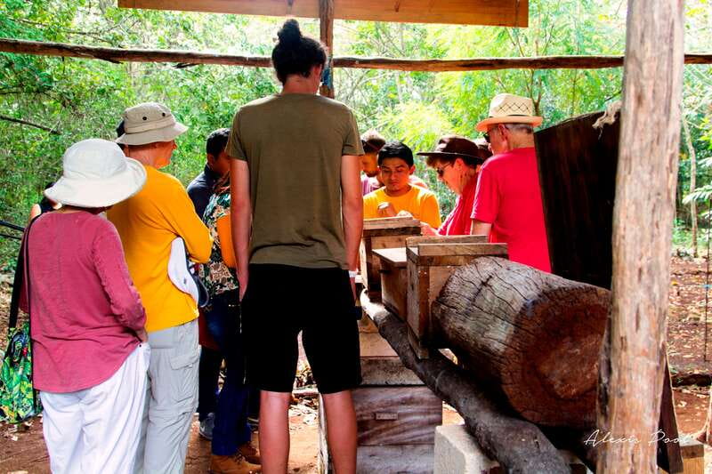 Xkopek, Mayan Bees Tour and Honey Tasting in Valladolid - Starting at Xkopek Parque Apícola
