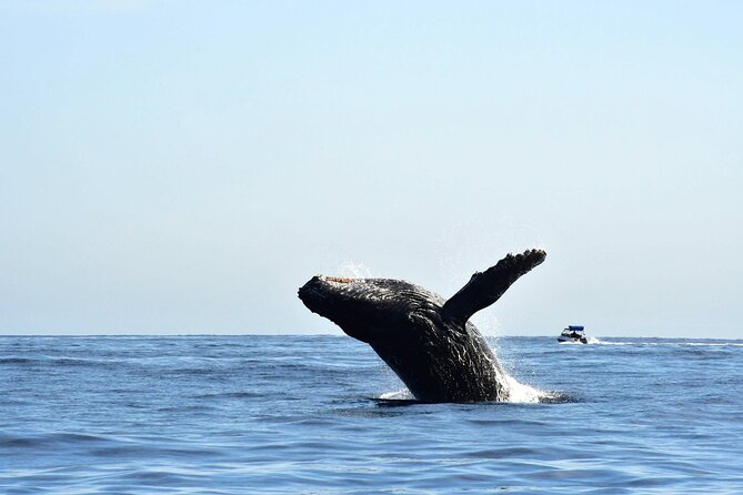 ZODIAC Whale Watch Tour | Cabo San Lucas | Biologist | FREE Pics - Why this small Cabo whale tour feels different