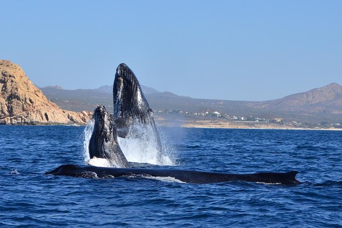 ZODIAC Whale Watch Tour | Cabo San Lucas | Biologist | FREE Pics - Hearing whales with the hydrophone